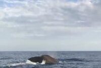 1765170333564-paus-sperma-1765166217923_43