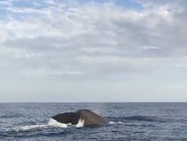 1765170333564-paus-sperma-1765166217923_43