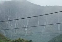 1765213529999-fenomena-air-terjun-dadakan-dari-perbukitan-sembalun-lombok-timur-ntb-saat-hujan-deras-senin-8122025-tangkapan-layar-video-1765207650586_43