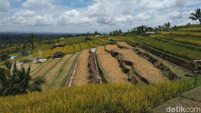 1765256734466-gubuk-gubuk-jadi-tempat-berjualan-di-tengah-persawahan-jatiluwih-kecamatan-penebel-tabanan-bali-rabu-3122025-krisna-pradipta-1764733941870_169