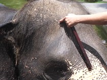 1765645509433-penyiksaan-gajah-1765504138879_43