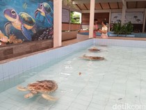 1765731919299-penangkaran-desa-penyu-sanur-salah-satu-tempat-di-pantai-sanur-yang-dapat-dikunjungi-wisatawan-dengan-gratis-sabtu-13122025-ha-1765724032470_43