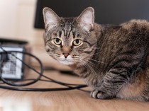 1767395088503-ilustrasi-hewan-peliharaan-kucing-1762757029819_43