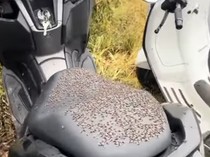 1767697535518-lalat-di-kintamani-1767689506271_43