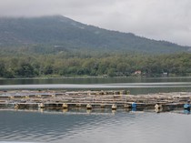 1767978320021-suasana-keramba-jaring-apung-kja-di-danau-batur-kecamatan-kintamani-bangli-seusai-diguyur-hujan-jumat-912026-aryo-mahendrodeti-1767963274662_43