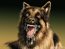 1768021527373-ilustrasi-penyakit-anjing-gila_43