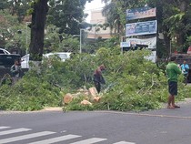 1768323920850-dlh-mataram-melakukan-pemangkasan-ranting-pohon-pohon-tua-yang-berpotensi-tumbang-selasa-1312026-sore-nathea-citradetikbali-1768314244300_43