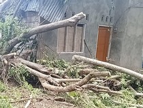 1768410334696-rumah-warga-bernama-rita-senak-di-kelurahan-sarotari-tengah-kecamatan-larantuka-flores-timur-rusak-tertimpa-pohon-yang-rumbang-1768399744793_43