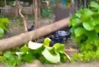 1768496735841-pohon-tumbang-labuan-bajo-1768478450365_43